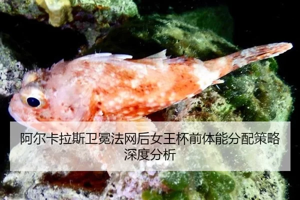 a-er-ka-la-si-wei-mian-fa-wang-hou-nv-wang-bei-qian-ti-neng-fen-pei-ce-lve-shen-du-fen-xi-2-560.jpg